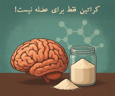 کراتین مونوهیدرات و تأثیر آن بر سلامت و عملکرد سلول‌های مغزی